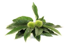 Attēlu rezultāti vaicājumam “Castanea sativa  leaf”