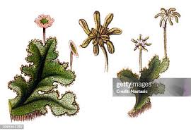 Image result for Marchantia polymorpha