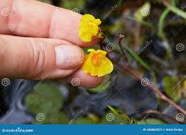 Attēlu rezultāti vaicājumam “Utricularia vulgaris leaf”