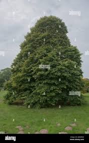 Attēlu rezultāti vaicājumam “Tilia x moltkei”