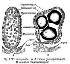 Attēlu rezultāti vaicājumam “Herzogiella seligeri sporophyte”