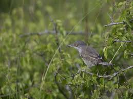 Attēlu rezultāti vaicājumam “Sylvia nisoria adult”