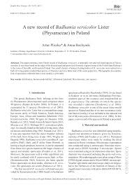 Attēlu rezultāti vaicājumam “Badhamia capsulifera sessile”