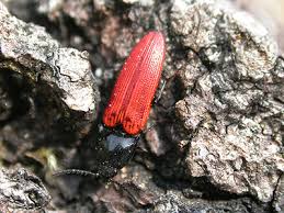 Attēlu rezultāti vaicājumam “Ampedus sanguineus”