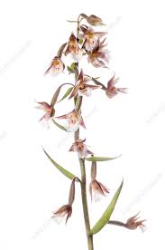 Attēlu rezultāti vaicājumam “Epipactis palustris flower”