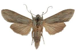 Attēlu rezultāti vaicājumam “Cucullia lucifuga”