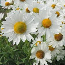 Image result for Leucanthemella serotina