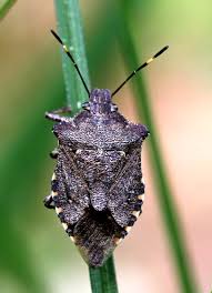 Attēlu rezultāti vaicājumam “Troilus luridus”