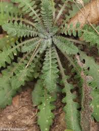 Attēlu rezultāti vaicājumam “Cardaminopsis arenosa fruit”