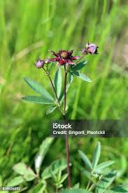 Attēlu rezultāti vaicājumam “Comarum palustre flower”