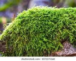 Attēlu rezultāti vaicājumam “Hypnum cupressiforme sporophyte”