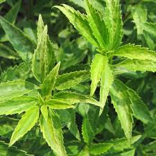 Attēlu rezultāti vaicājumam “Forsythia viridissima”