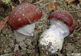 Attēlu rezultāti vaicājumam “Cortinarius praestans”