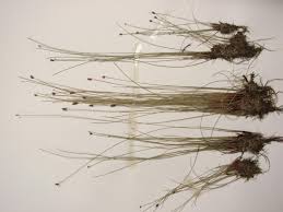 Attēlu rezultāti vaicājumam “Eleocharis uniglumis fruit”