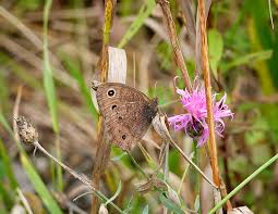 Attēlu rezultāti vaicājumam “Thecabius affinis nymph”