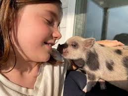 Bildresultat för pigs