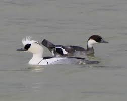 Attēlu rezultāti vaicājumam “Mergus albellus”