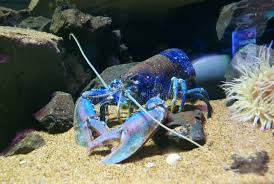 Image result for Homarus gammarus