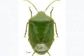 Attēlu rezultāti vaicājumam “Pentatomidae”