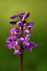 Attēlu rezultāti vaicājumam “Orchis mascula bud”