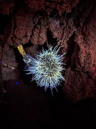 Attēlu rezultāti vaicājumam “Tilachlidium brachiatum”