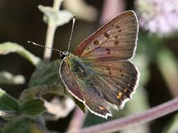 Attēlu rezultāti vaicājumam “Lycaena tityrus underside”