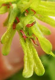 Attēlu rezultāti vaicājumam “Carpinus betulus female flower”