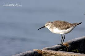Attēlu rezultāti vaicājumam “Calidris ferruginea adult”