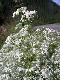 Attēlu rezultāti vaicājumam “Rubiaceae”