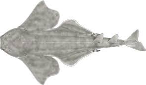 Image result for Squatina dumeril