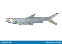 Image result for Elops saurus