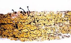 Attēlu rezultāti vaicājumam “Calicium viride”