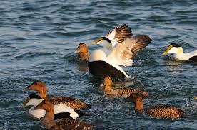 Attēlu rezultāti vaicājumam “Somateria mollissima”