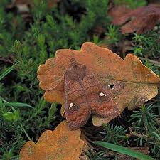 Attēlu rezultāti vaicājumam “Eupsilia transversa”