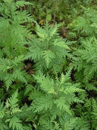 Image result for Artemisia gmelinii