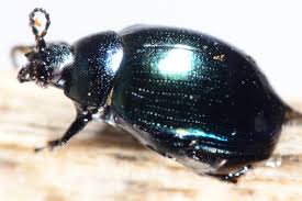 Attēlu rezultāti vaicājumam “Phaedon cochleariae”