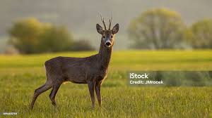 Attēlu rezultāti vaicājumam “Capreolus capreolus”