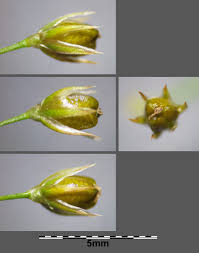 Attēlu rezultāti vaicājumam “Juncus effusus fruit”