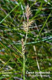 Attēlu rezultāti vaicājumam “Carex buxbaumii”