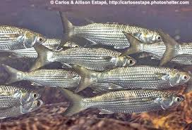 Image result for Mugil