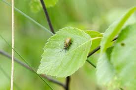 Attēlu rezultāti vaicājumam “Lochmaea caprea”