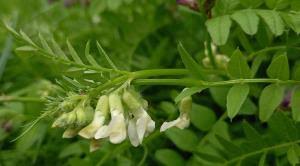 Attēlu rezultāti vaicājumam “Vicia sepium fruit”