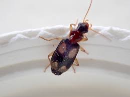 Attēlu rezultāti vaicājumam “Dromius quadrimaculatus”