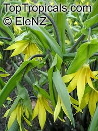Attēlu rezultāti vaicājumam “Uvularia grandiflora”