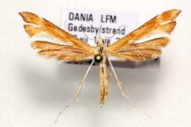 Attēlu rezultāti vaicājumam “Gillmeria pallidactyla”