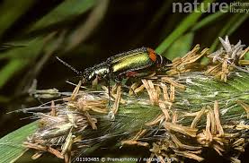 Attēlu rezultāti vaicājumam “Malachius bipustulatus”