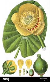 Attēlu rezultāti vaicājumam “Nuphar lutea flower”