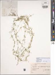 Attēlu rezultāti vaicājumam “Chara globularis”