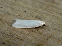 Attēlu rezultāti vaicājumam “Eana argentana”