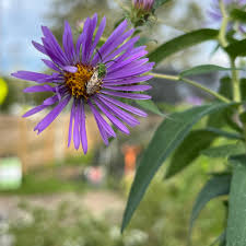 Attēlu rezultāti vaicājumam “Symphyotrichum novae-angliae flower”
